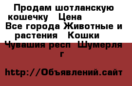 Продам шотланскую кошечку › Цена ­ 10 000 - Все города Животные и растения » Кошки   . Чувашия респ.,Шумерля г.